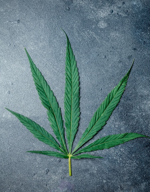 Cannabis (marijuana) leaves on a dark