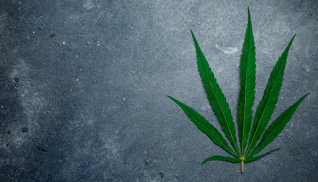 Cannabis (marijuana) leaves on a dark