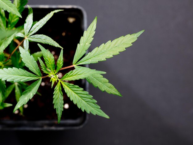 растение марихуаны каннабиса на темно-черных изолированных фоновых обоях или тематической фотографии для легализации