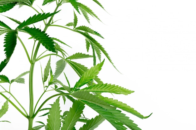 Деталь растения марихуаны конопли