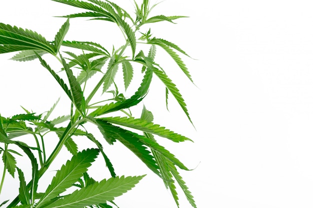 Деталь растения марихуаны конопли