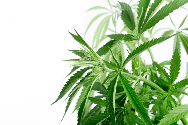 Cannabis marijuana plant detail