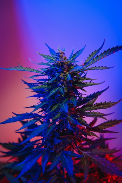 Cannabis Marijuana plant in Vaporwave deep purple neon style Medical plant of Cannabis or Hemp with flowering buds and ultraviolet light Blooming vegetative bush with crystal trichomes