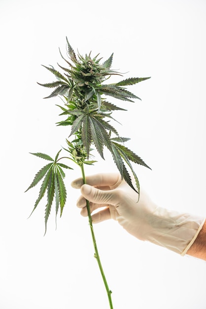 Photo cannabis medicine science