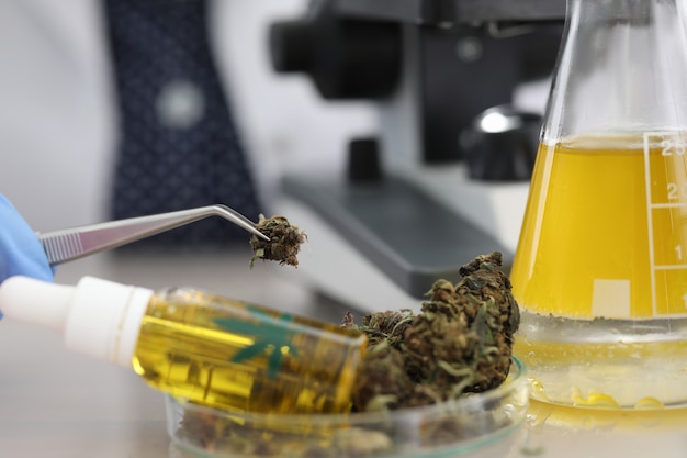 Cannabis monsters op tafel in medisch laboratorium