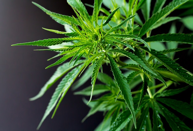 Cannabis of hennep marihuana plant verlaat achtergrond