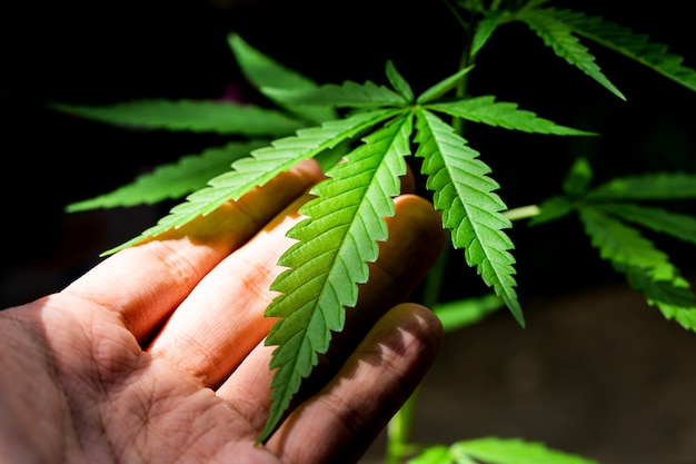 Cannabis op een donkere achtergrond