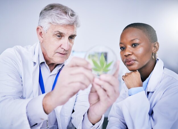 Foto cannabis petrischaal en wetenschapper mensen voor onderzoek, groeianalyse en onkruidgeneeskunde oplossing advies en studie training wetenschap en medische mentor vrouw of student voor cbd test in laboratorium