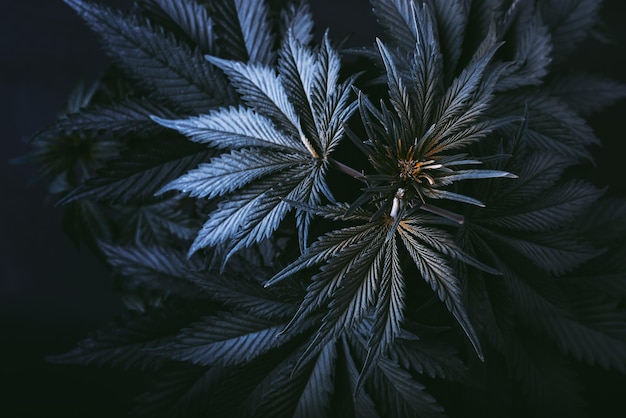 写真 大麻植物の背景