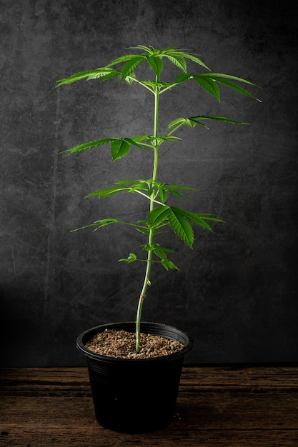 cannabis plant on a black scene