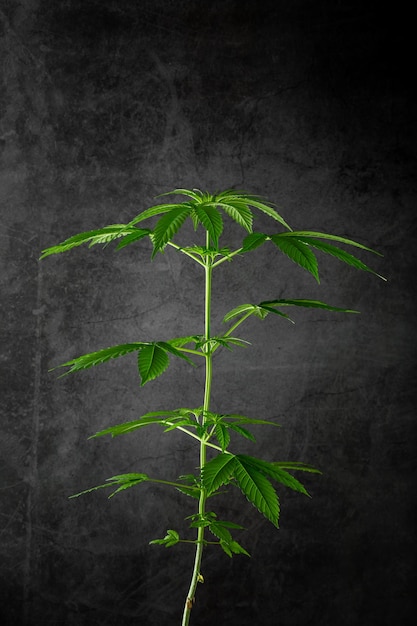 cannabis plant on a black scene