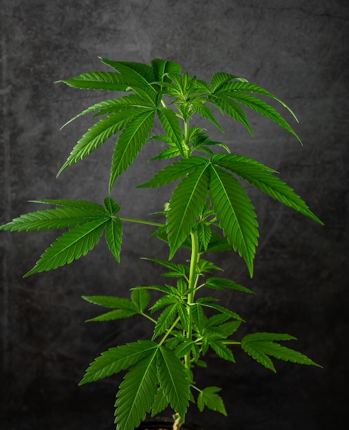 cannabis plant on a black scene