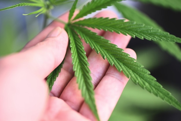 Cannabis plant boom planten op pot met hand close-up cannabis blad in de tuin boerderij Hennep bladeren marihuana zaad boom groeit voor THC CBD kruiden voedsel en medisch