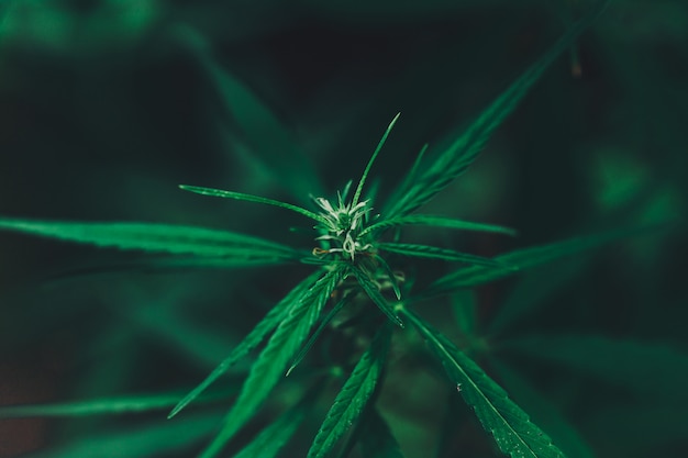 Cannabis plant close-up