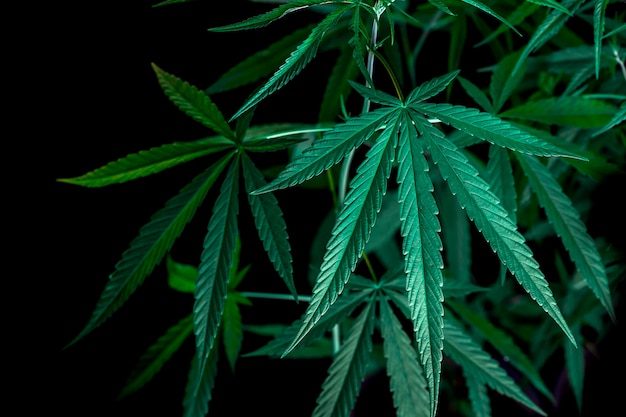 Cannabis plant close-up