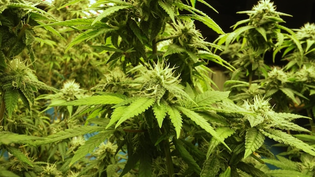 医療大麻製品のための治療用大麻雑草農場の大麻植物