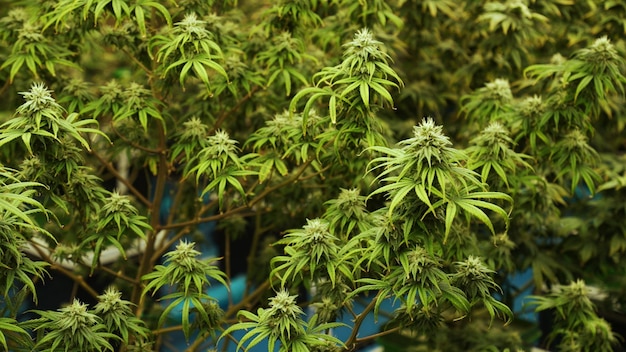医療大麻製品のための治療用大麻雑草農場の大麻植物