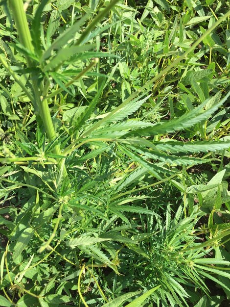 Photo cannabis plant in the field close up of hemp leaves