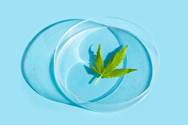 Pianta di cannabis foglia verde fresca in una capsula di petri su sfondo blu