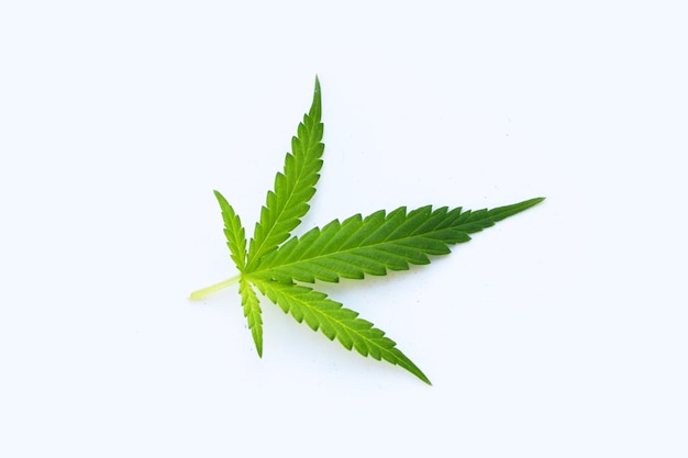 Cannabis plant Fresh green leaf on white background