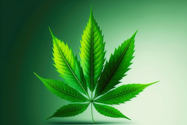Cannabis plant green leaf isolated