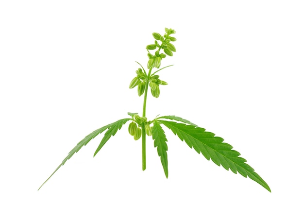 Cannabis plant isolated on white surface