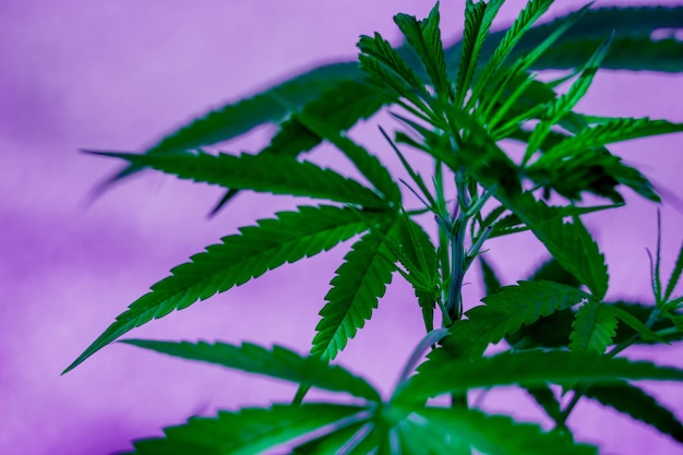 Cannabis plant leaves on dark color background