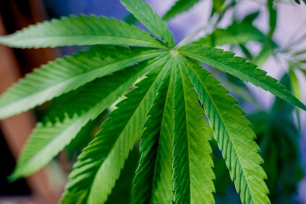 Cannabis plant leaves on dark color background