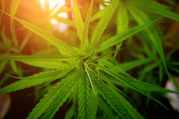 Cannabis plant leaves on dark color background