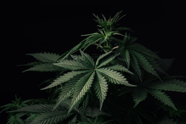 Растение конопли и лист марихуаны