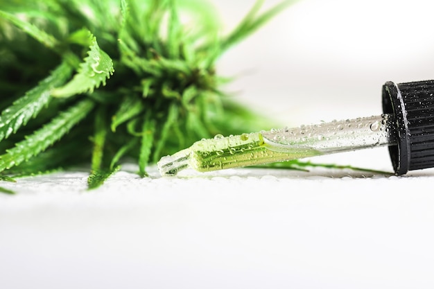 大麻植物と白い背景にCBDオイルとピペット