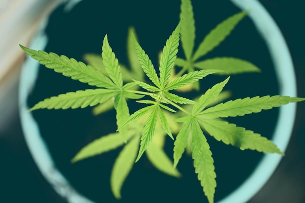 Pianta di cannabis albero piantato su vaso primo piano foglia di cannabis nella fattoria del giardino foglie di canapa albero di semi di marijuana cresce per thc cbd erbe alimentari e mediche