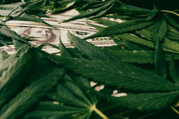 Photo the cannabis plant on us dollars money with marijuana leaves