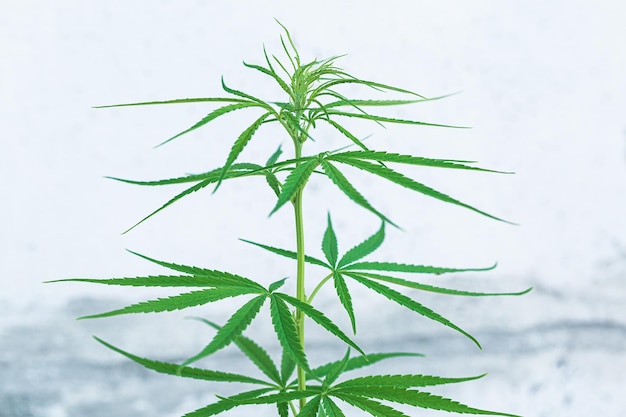 Pianta di cannabis su sfondo bianco, pianta di cannabis giovane e sana isolata su sfondo bianco.