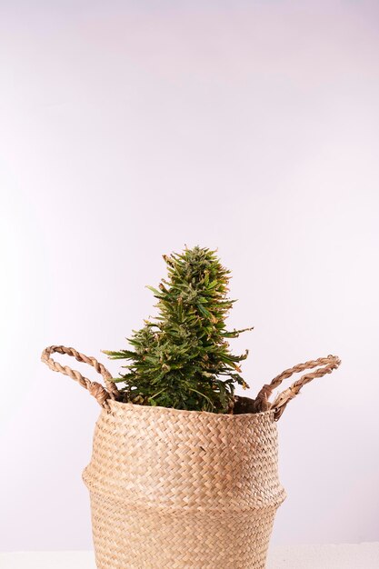 Cannabis plant on a white background