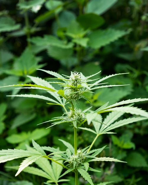 A cannabis plant with white hairs green wild hemp