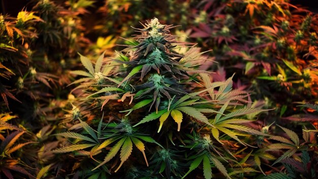 Cannabis plant