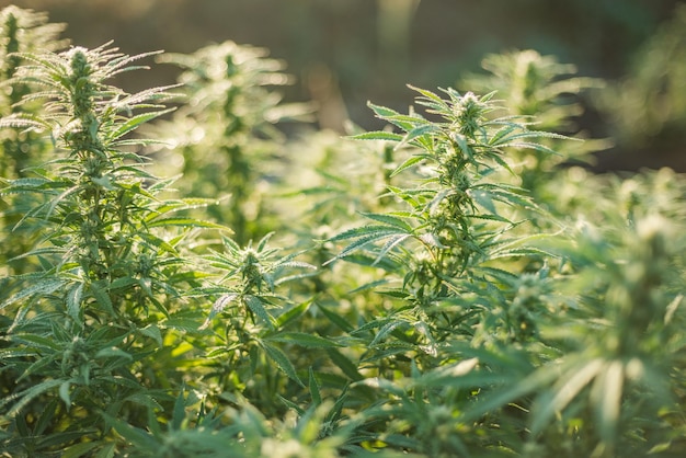 Photo cannabis plantation field farm