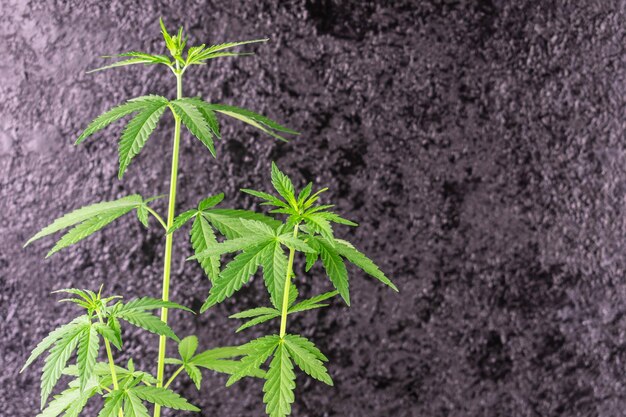 Cannabis plants on a black background