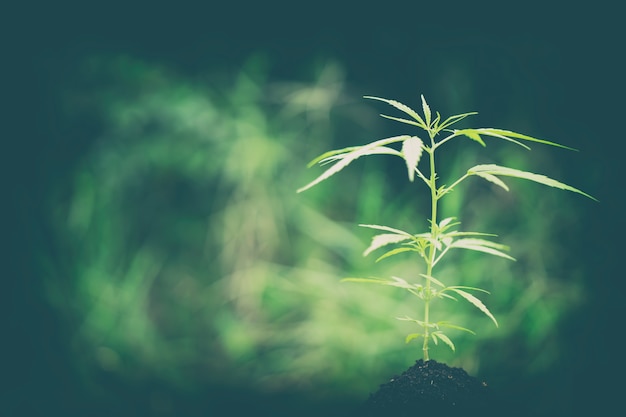 フィールドで成長する大麻植物