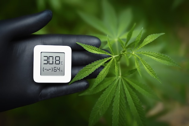 Piante di cannabis, coltivazione di marijuana e misurazione dell'umidità e della temperatura con un termoigrometro in una mano con un guanto nero. erbacce in crescita per la produzione di hashish