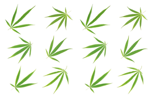 Cannabis plants leaf on a white background Cultivation of medical marijuana