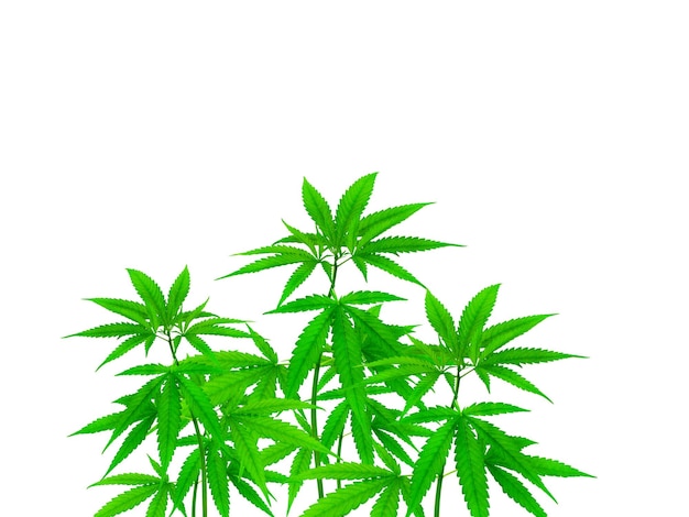 白い背景で分離できる大麻の植物