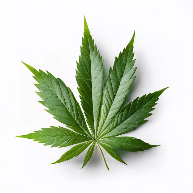 Cannabis psychedelic marijuana leaf