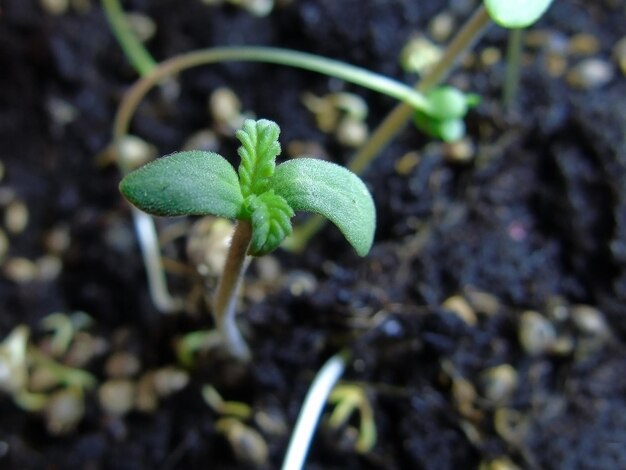 Cannabis ruderalis two-day seedlings