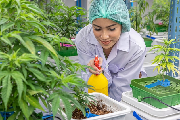 Cannabis sativa hennep landbouw boerderij vrouw boer drenken spray marihuana plant boom