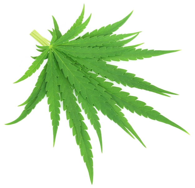 Cannabis sativa or medicinal marijuana leaves over white background