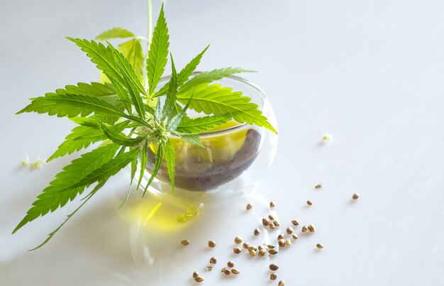 Cannabis seed oil and green plant on white