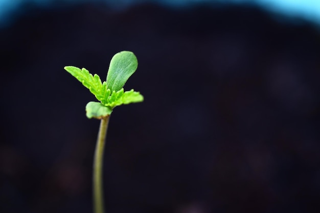 Piantina di cannabis su vaso nero per piantare da vicino germoglio semi di cannabis canapa piccola pianta di semi di marijuana albero piccolo thc cbd