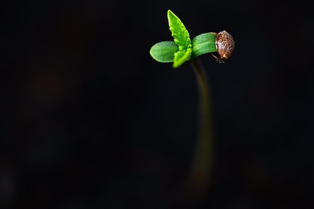 植えるための黒い鍋に大麻の苗をクローズアップ大麻の種子麻小さなマリファナの種子植物の木小さなTHCCBD